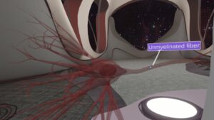 Anatomy – Nerve Impulse