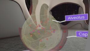 Anatomy – Respiratory system
