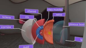 Anatomy – Eye Structure